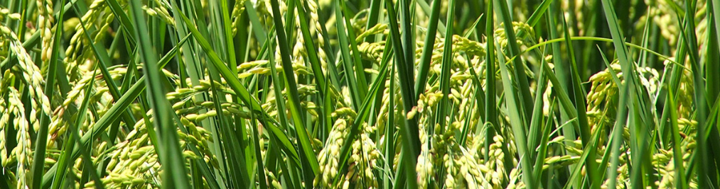 中國雜交水稻扎根菲律賓 造福世界人民